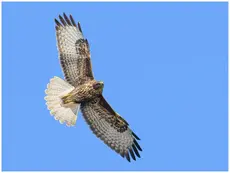 Mäusebussard