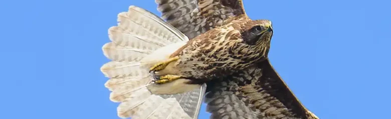 Mäusebussard. Segelflug gegen einen blauen Himmel. Breite, abgerundete Flügel und kurzer, abgerundeter Schwanz. Kreist oft in großer Höhe.