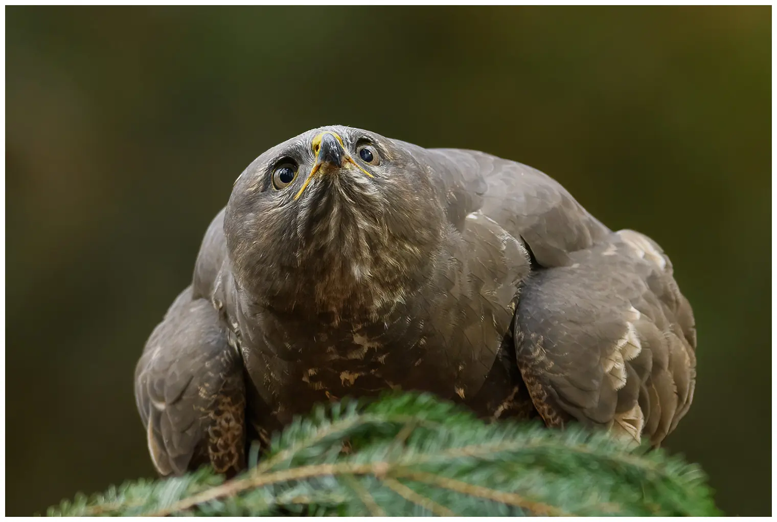 Mäusebussard