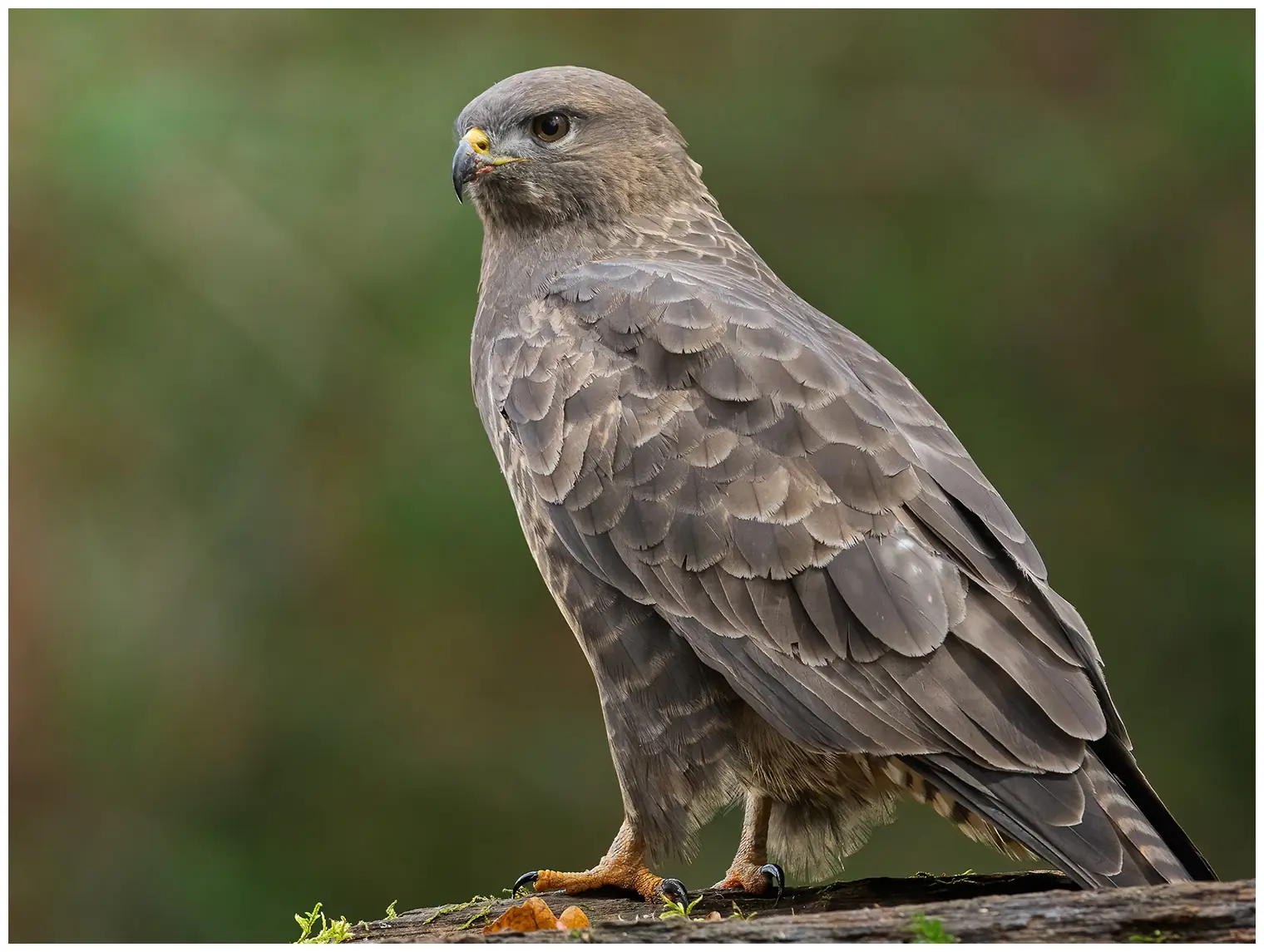 Mäusebussard