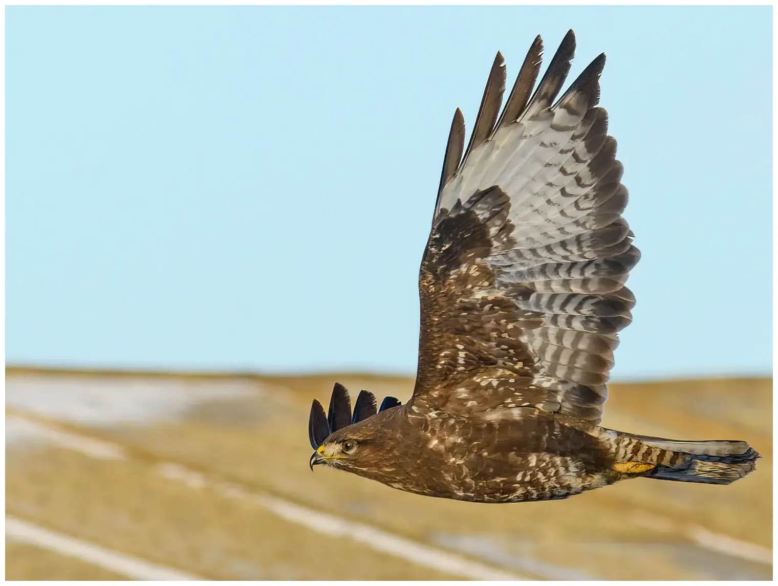 Mäusebussard