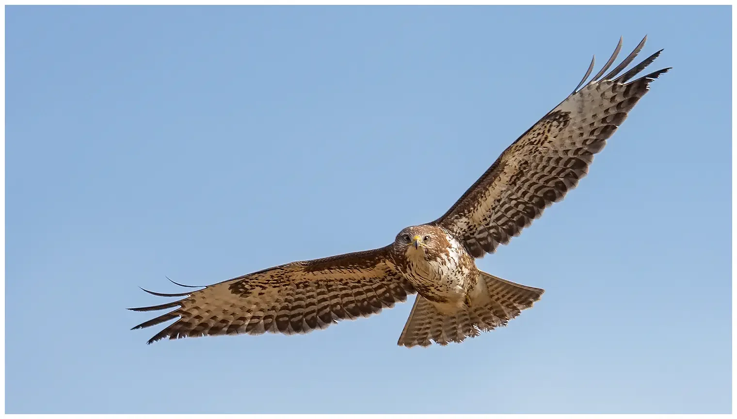 Mäusebussard
