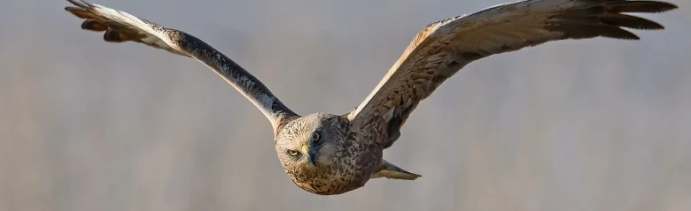 Rohrweihe. Hier von vorne gesehen, wie er über einem Schilfwald schwebt. Er fliegt oft tief über Schilfsümpfe, um nach Beute zu suchen.