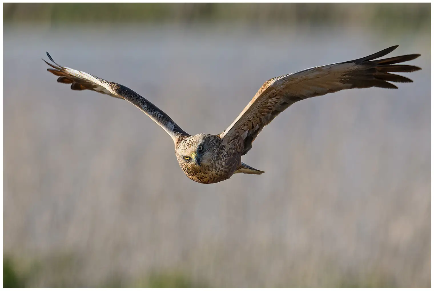 Rohrweihe. Hier von vorne gesehen, wie er über einem Schilfwald schwebt. Er fliegt oft tief über Schilfsümpfe, um nach Beute zu suchen.