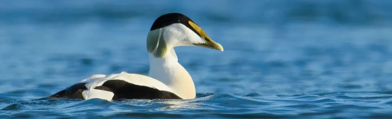 Eine Eiderente auf dem Wasser mit einem völlig unscharfen Hintergrund. Es ist ein Männchen mit einem grünen Hinterkopf.