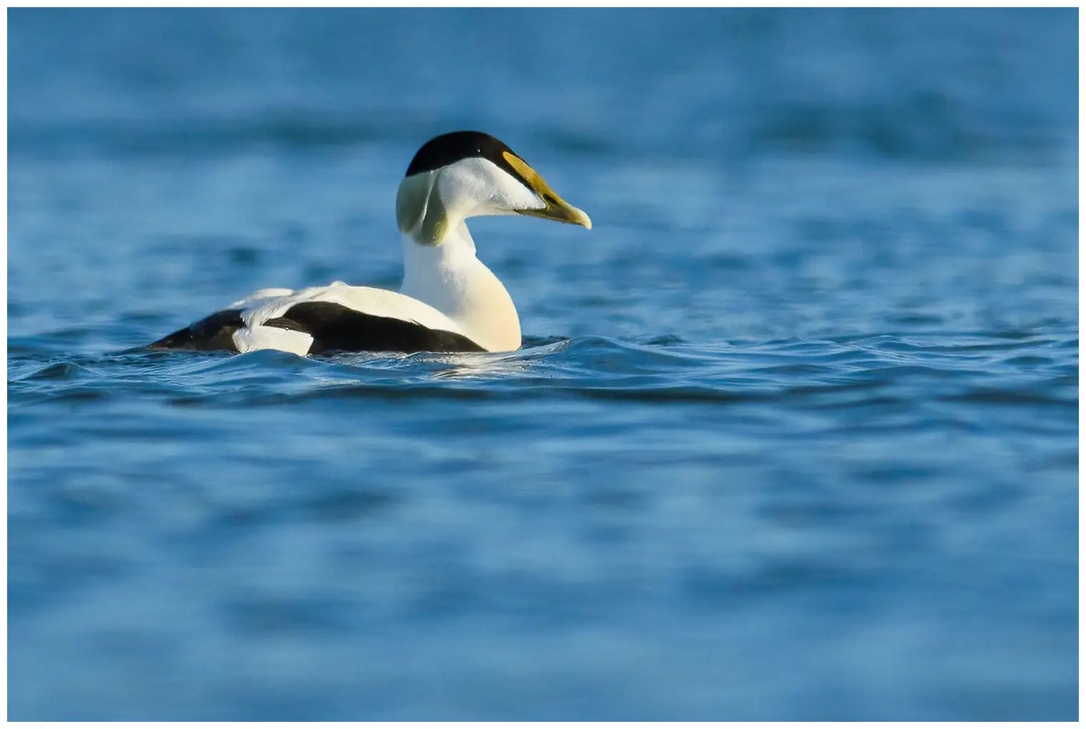 Eine Eiderente auf dem Wasser mit einem völlig unscharfen Hintergrund. Es ist ein Männchen mit einem grünen Hinterkopf.