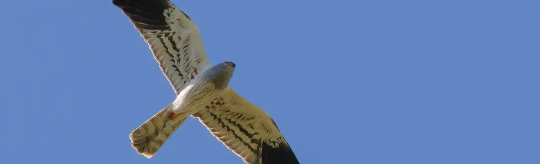Wiesenweihe. Hier segelt er gegen einen blauen Himmel. Das Männchen auf dem Foto ist hell silbergrau mit schwarzen Flügelspitzen.