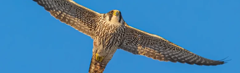 Wanderfalke. Hier sieht man ihn vor einem blauen Himmel schweben. Die Unterseite des Vogels ist längsgestreift, was darauf hindeutet, dass es sich um ein Jungtier handelt.