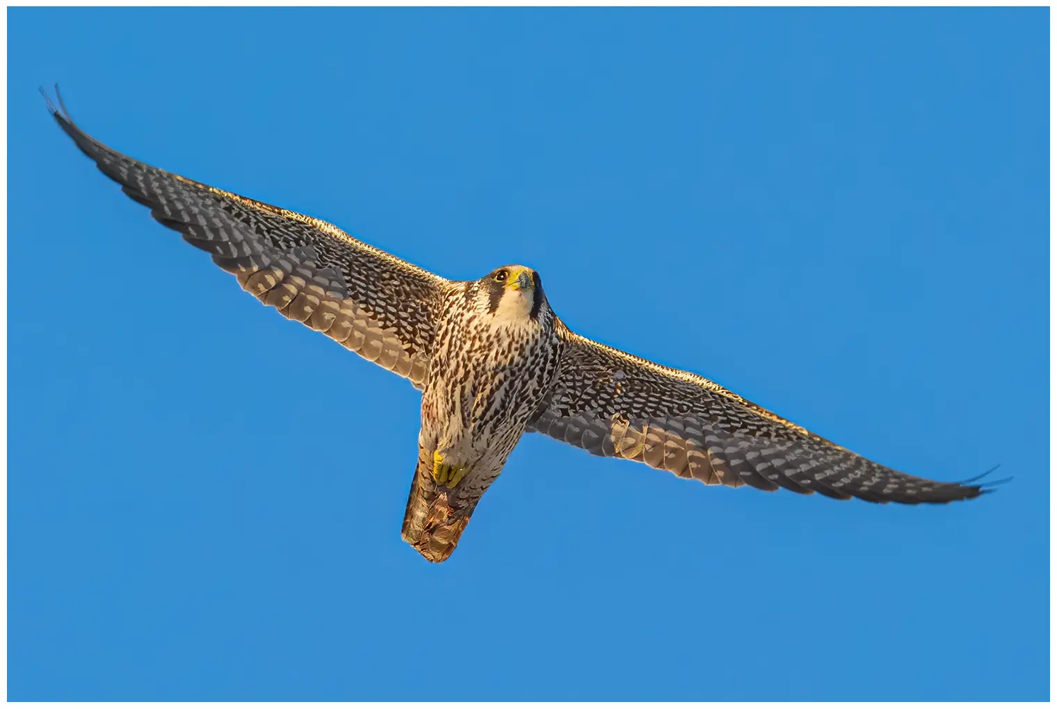 Wanderfalke. Hier sieht man ihn vor einem blauen Himmel schweben. Die Unterseite des Vogels ist längsgestreift, was darauf hindeutet, dass es sich um ein Jungtier handelt.