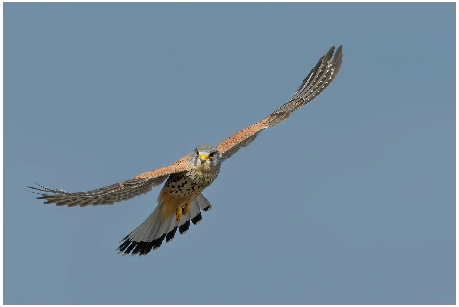 Turmfalke