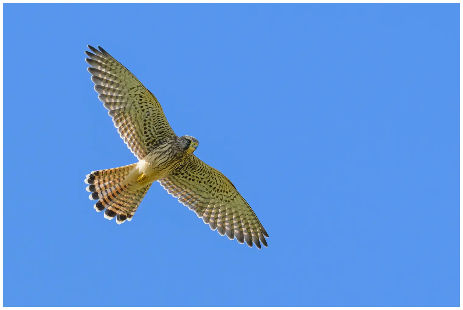 Turmfalke