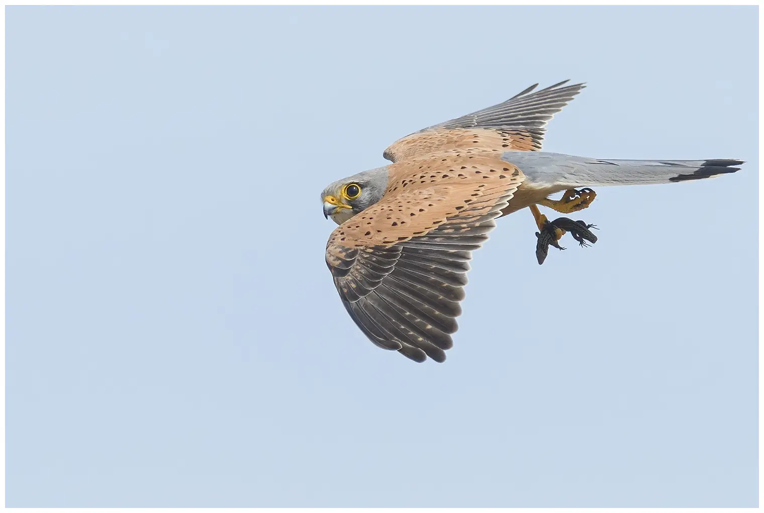 Turmfalke