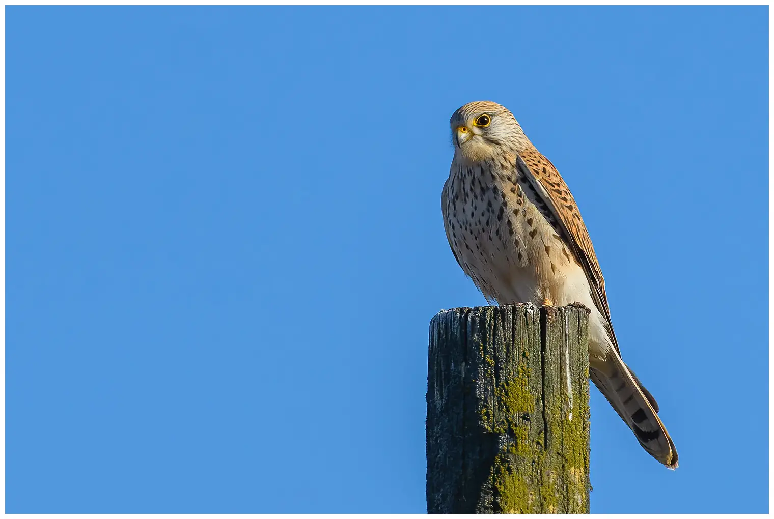 Turmfalke