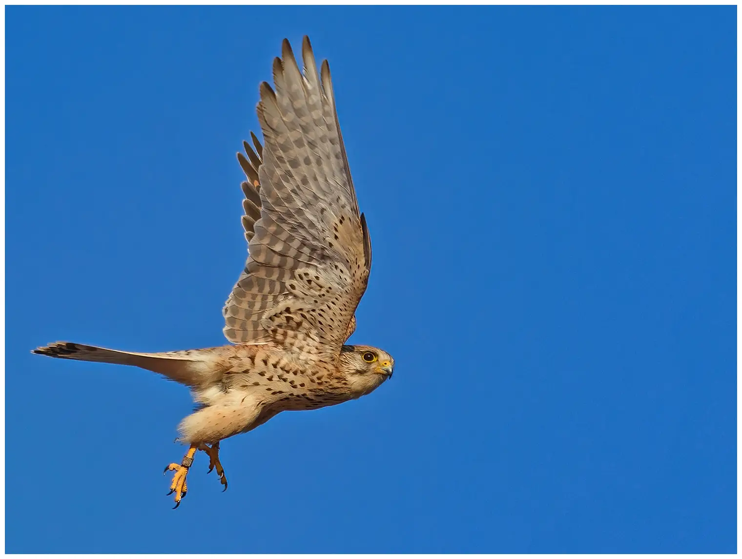 Turmfalke