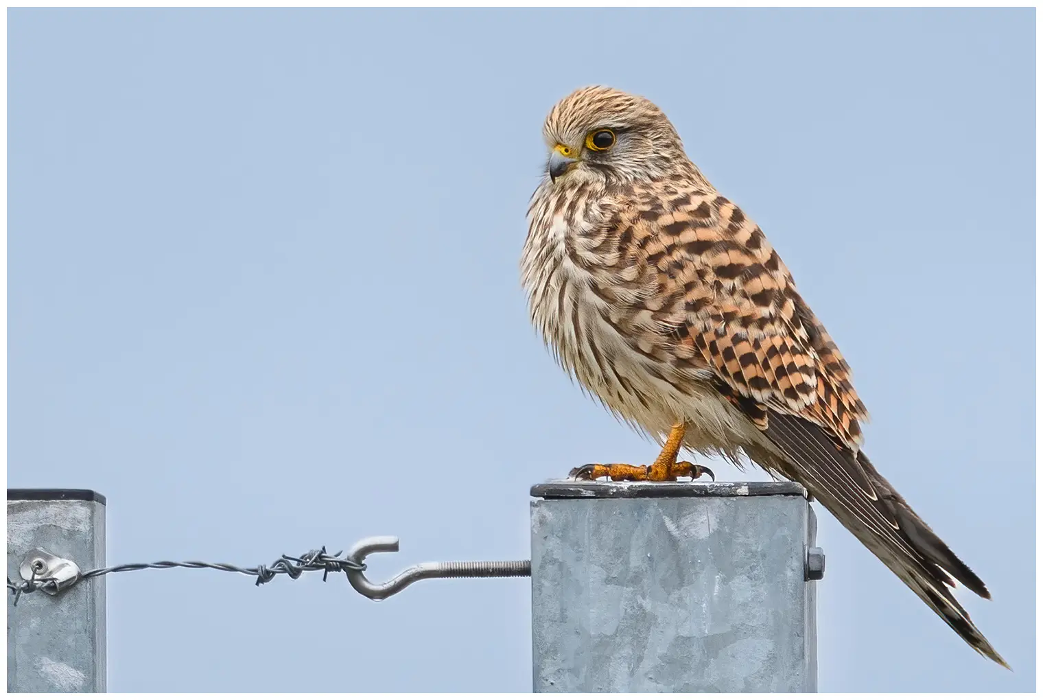 Turmfalke