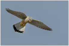 Turmfalke