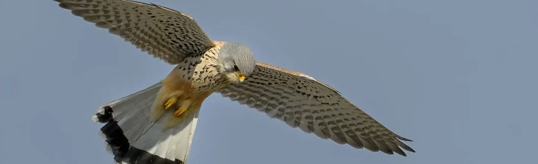 Turmfalke. Befindet sich in der Nähe einer offenen Fläche, wo er mit flatternden Flügeln und gespreiztem Schwanz still in der Luft steht, während er am Boden nach Beute Ausschau hält.