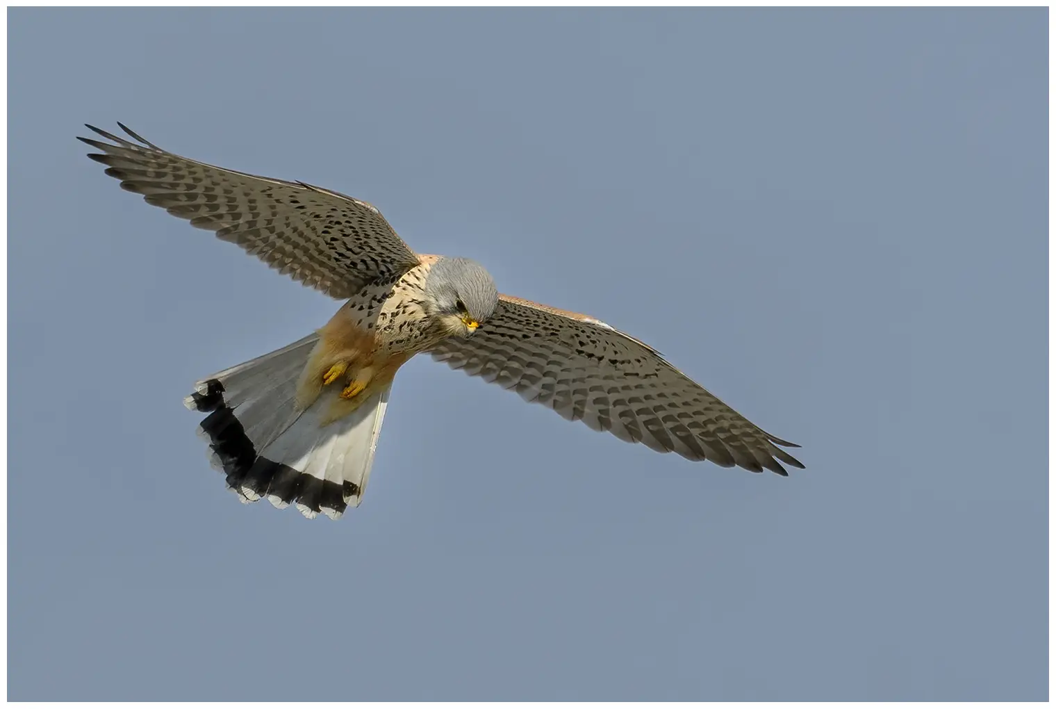 Turmfalke. Befindet sich in der Nähe einer offenen Fläche, wo er mit flatternden Flügeln und gespreiztem Schwanz still in der Luft steht, während er am Boden nach Beute Ausschau hält.