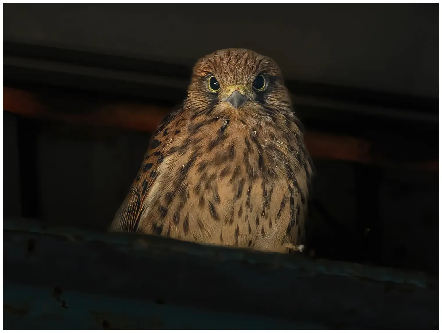 Turmfalke