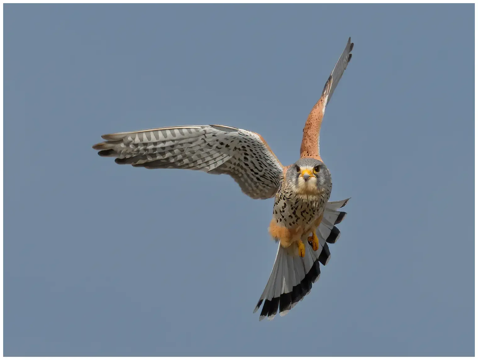 Turmfalke
