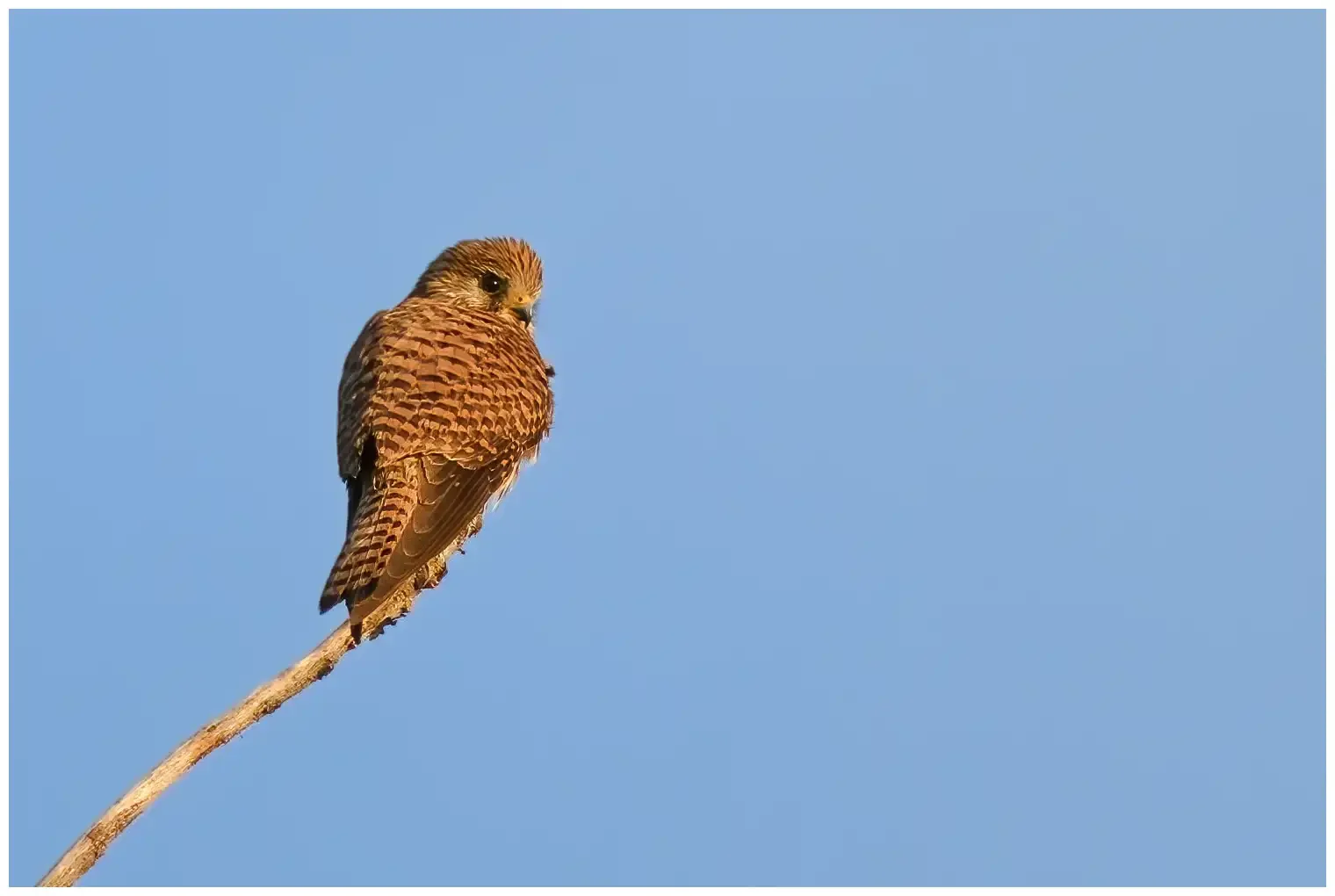Turmfalke