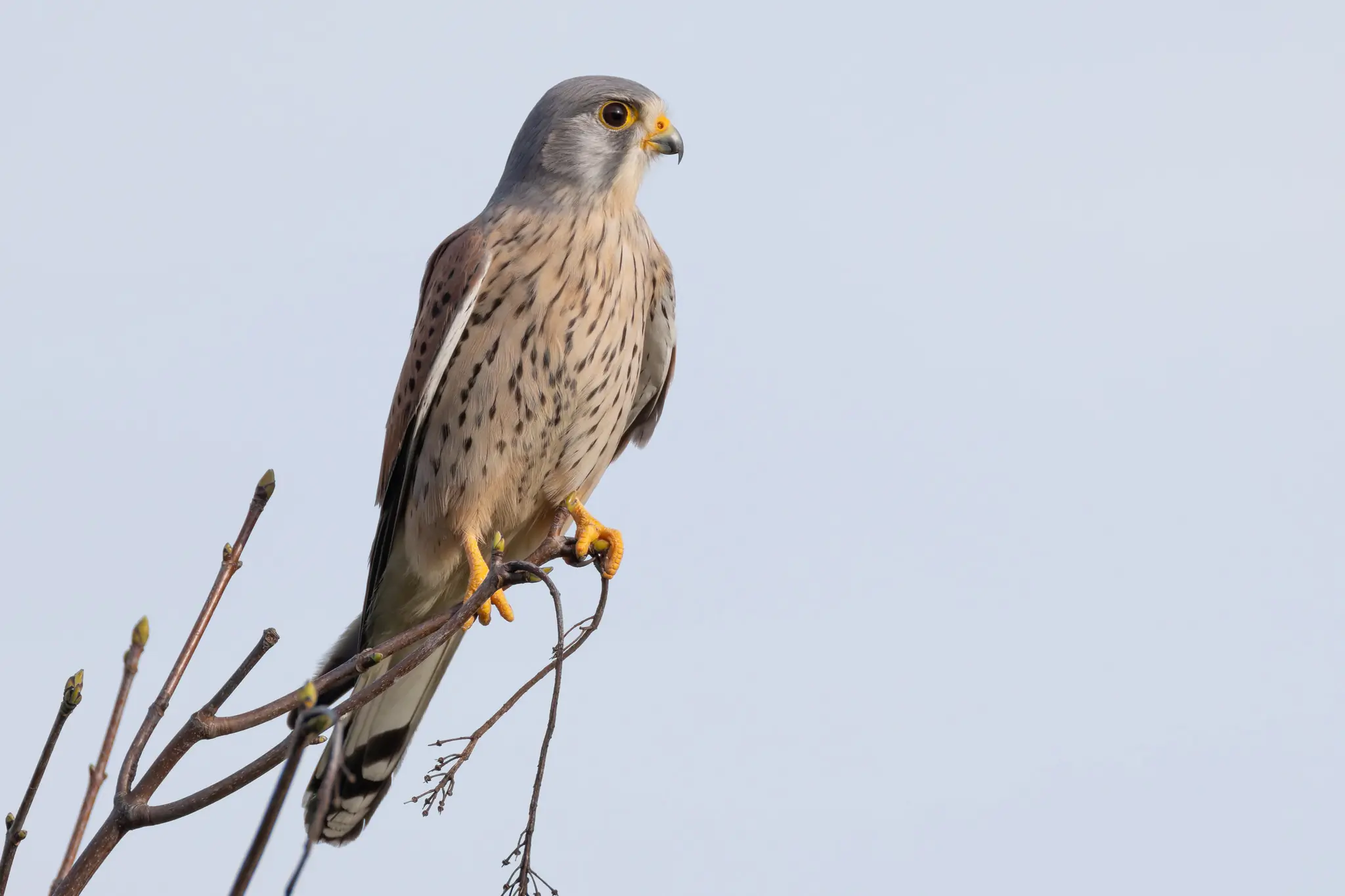 Turmfalke
