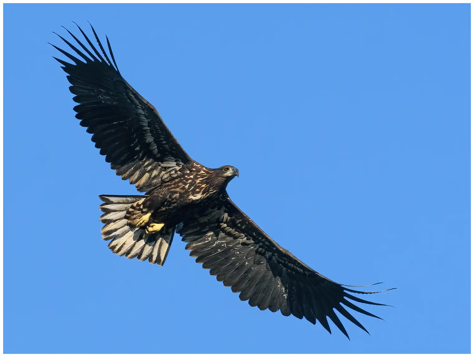 Seeadler
