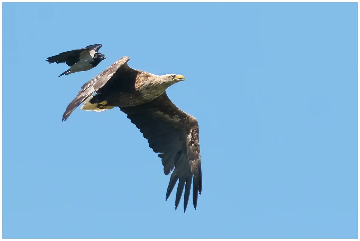 Seeadler