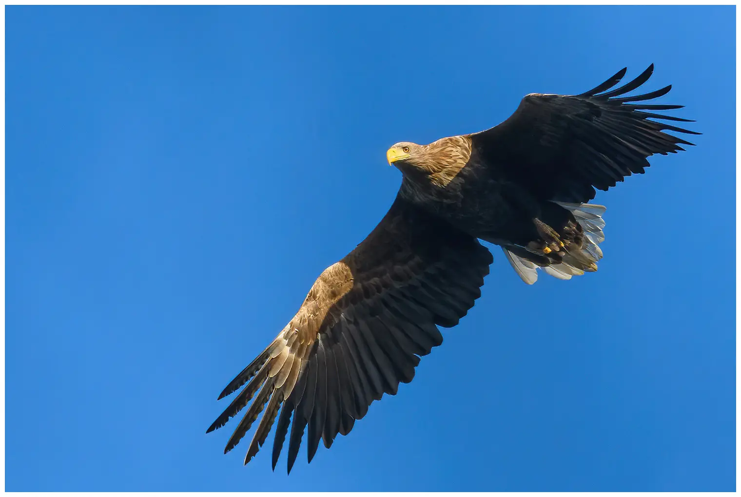 Seeadler