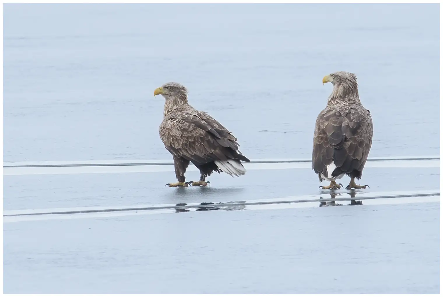 Seeadler
