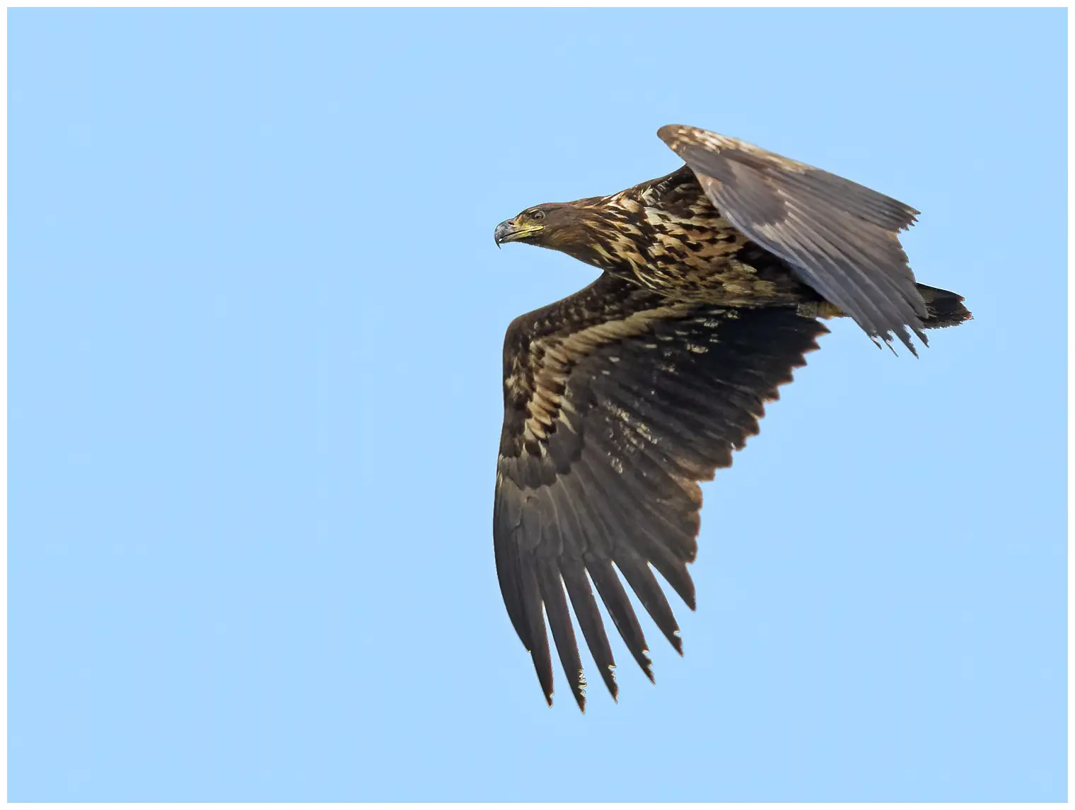 Seeadler