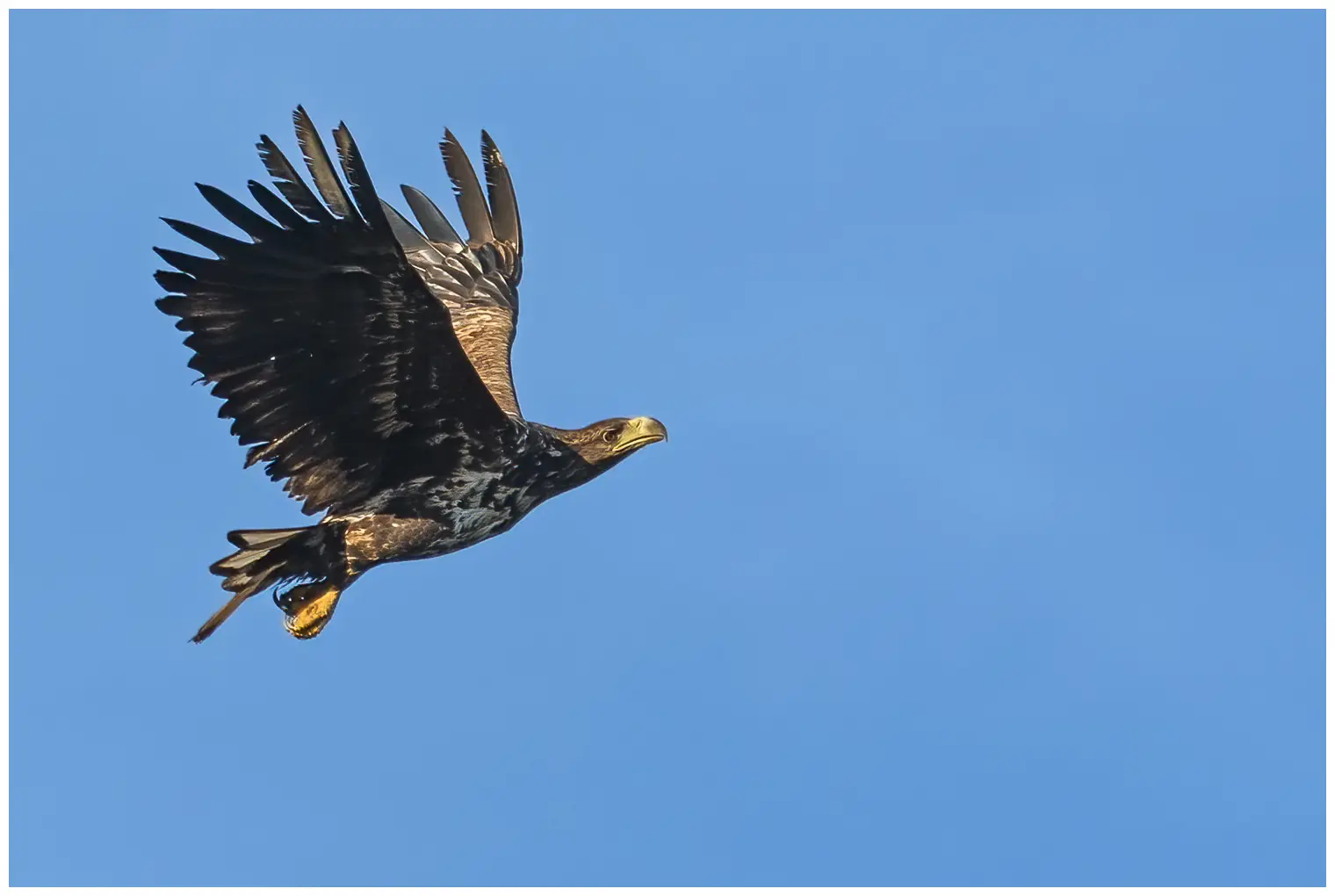 Seeadler