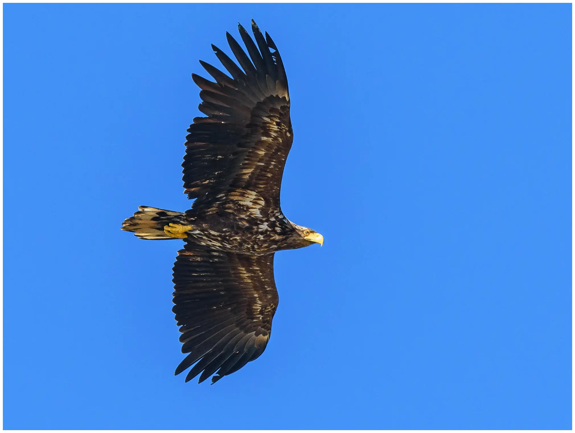 Seeadler