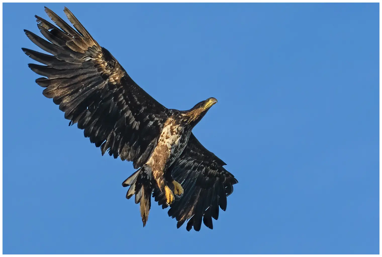 Seeadler