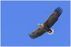 Seeadler