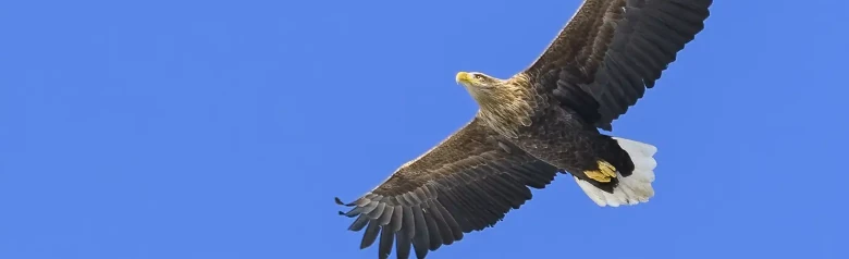 Seeadler. Er schwebt vor einem blauen Himmel. Er hat einen großen, kräftigen Schnabel, der sich mit zunehmendem Alter von Braun in ein leuchtendes Gelb verwandelt.