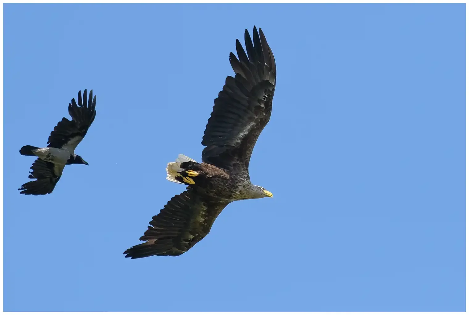 Seeadler