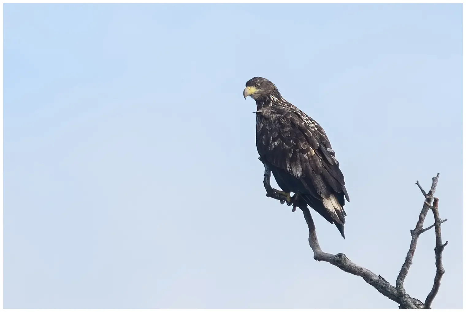 Seeadler