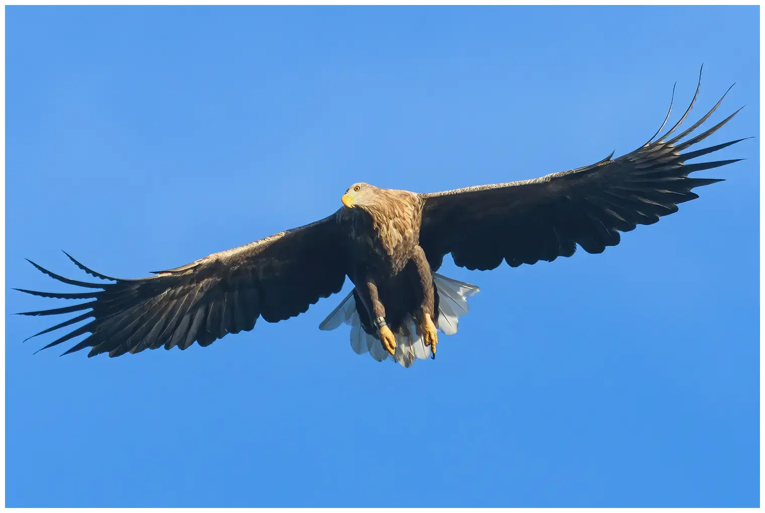 Seeadler