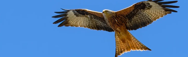 Rotmilan. Mit seinem langen, gegabelten Schwanz, den langen, kontrastreichen Flügeln und der rostroten Farbe ist der Rotmilan ein schöner Raubvogel.