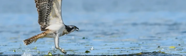 Fischadler. Fliegt über die Wasseroberfläche. Es sieht aus, als hätte er gerade einen Fisch im Wasser gefangen.