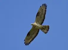 Wespenbussard