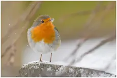 Rotkehlchen