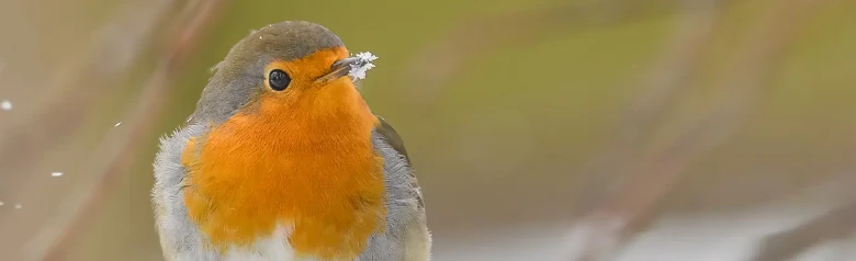 Rotkehlchen. Winterbild, bei dem der Vogel Schnee um die Schnabelspitze hat. Die orangefarbene Brust leuchtet zwischen den fallenden Schneeflocken.