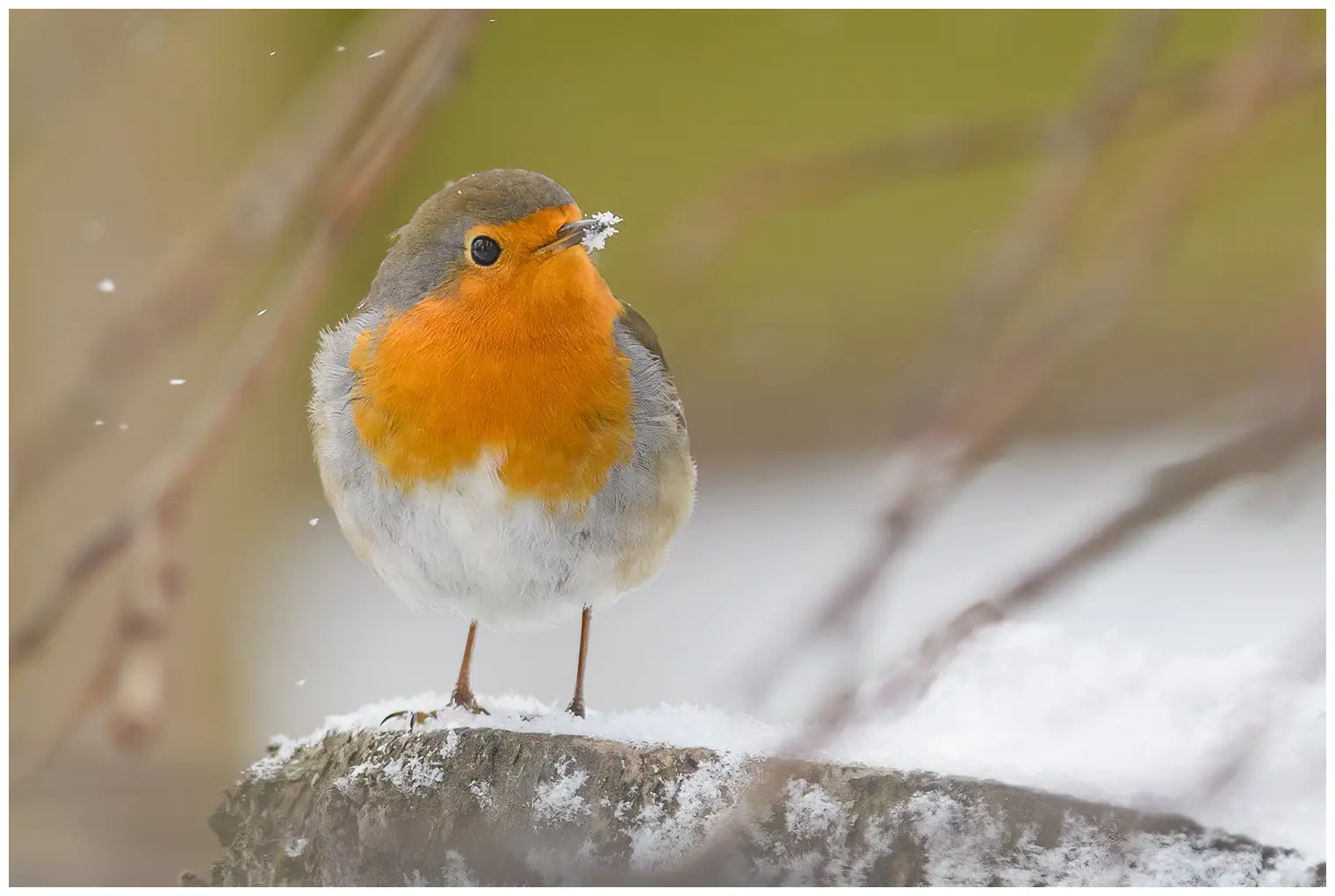 Rotkehlchen. Winterbild, bei dem der Vogel Schnee um die Schnabelspitze hat. Die orangefarbene Brust leuchtet zwischen den fallenden Schneeflocken.