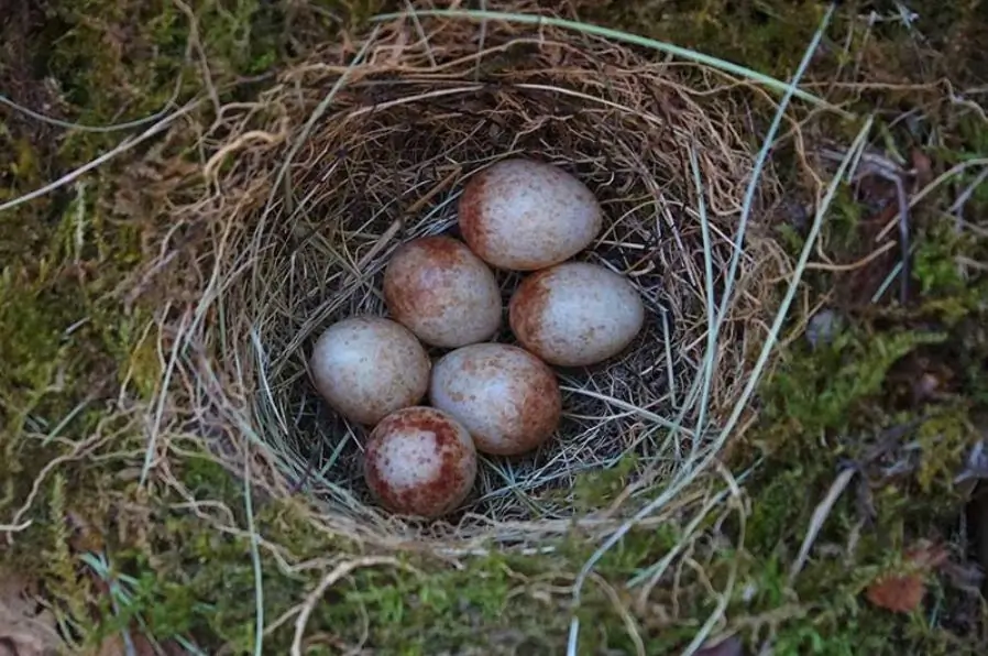 Rotkehlchen