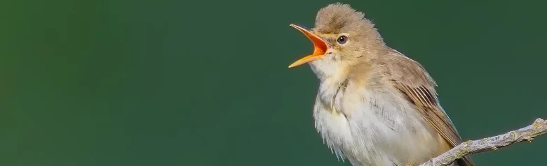 Sumpfrohrsänger. Auf einem Zweig singend. Die Oberseite des Vogels ist bräunlich-beige, über dem Bürzel etwas wärmer gefärbt, und die Unterseite ist weißlich-gelblich-beige.