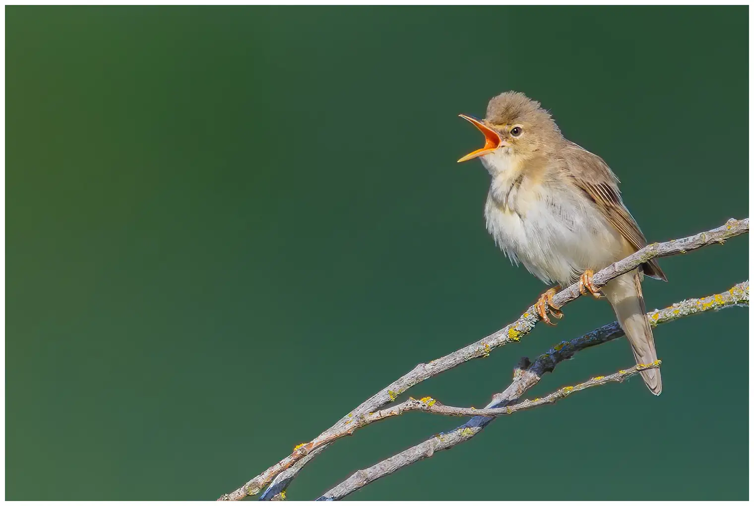 Sumpfrohrsänger. Auf einem Zweig singend. Die Oberseite des Vogels ist bräunlich-beige, über dem Bürzel etwas wärmer gefärbt, und die Unterseite ist weißlich-gelblich-beige.