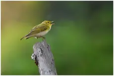 Waldlaubsänger