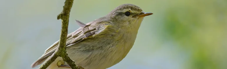 Fitis. (Phylloscopus trochilus) Sitzt auf einem Ast. Seine Füße halten sich an einem dünnen Zweig fest.